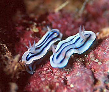 Coming & Going.  2 chromodoris nudis taken in Fiji with h... by Beverly Speed 